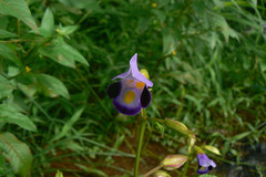 Torenia fournieri